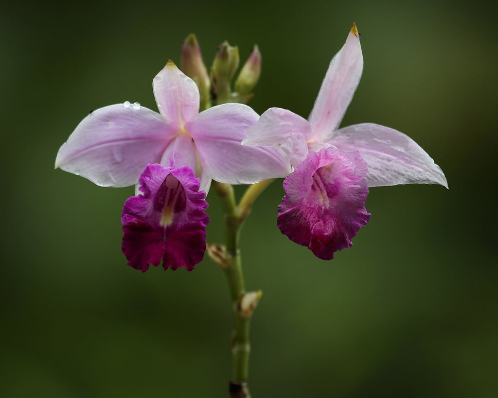 Orquídea bambu – Arundina graminifolia