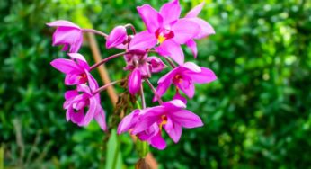 Orquídea bambu – Arundina graminifolia