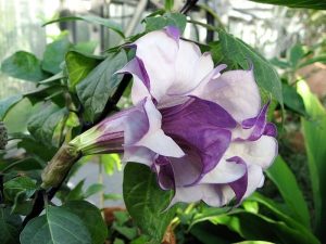 Saia-roxa – Datura metel – Família Solanaceae