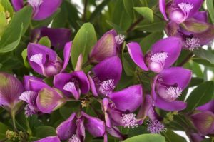 Arbusto-borboleta – Polygala myrtifolia