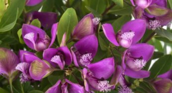 Arbusto-borboleta – Polygala myrtifolia