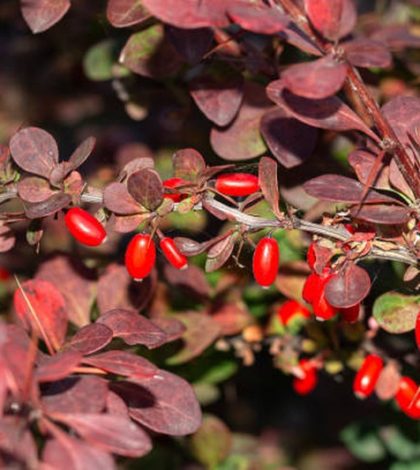 Berbére-japonês – Berberis thunbergii | Blog das Flores