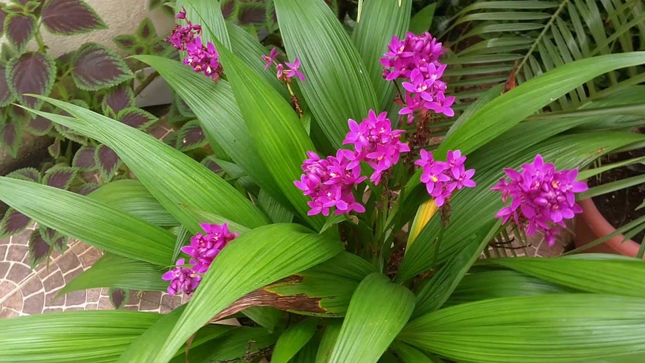 Orquídea-grapete – Spathoglottis unguiculata