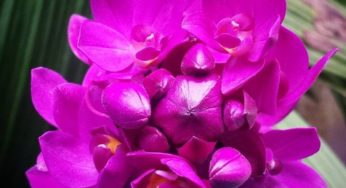 Orquídea-grapete – Spathoglottis unguiculata