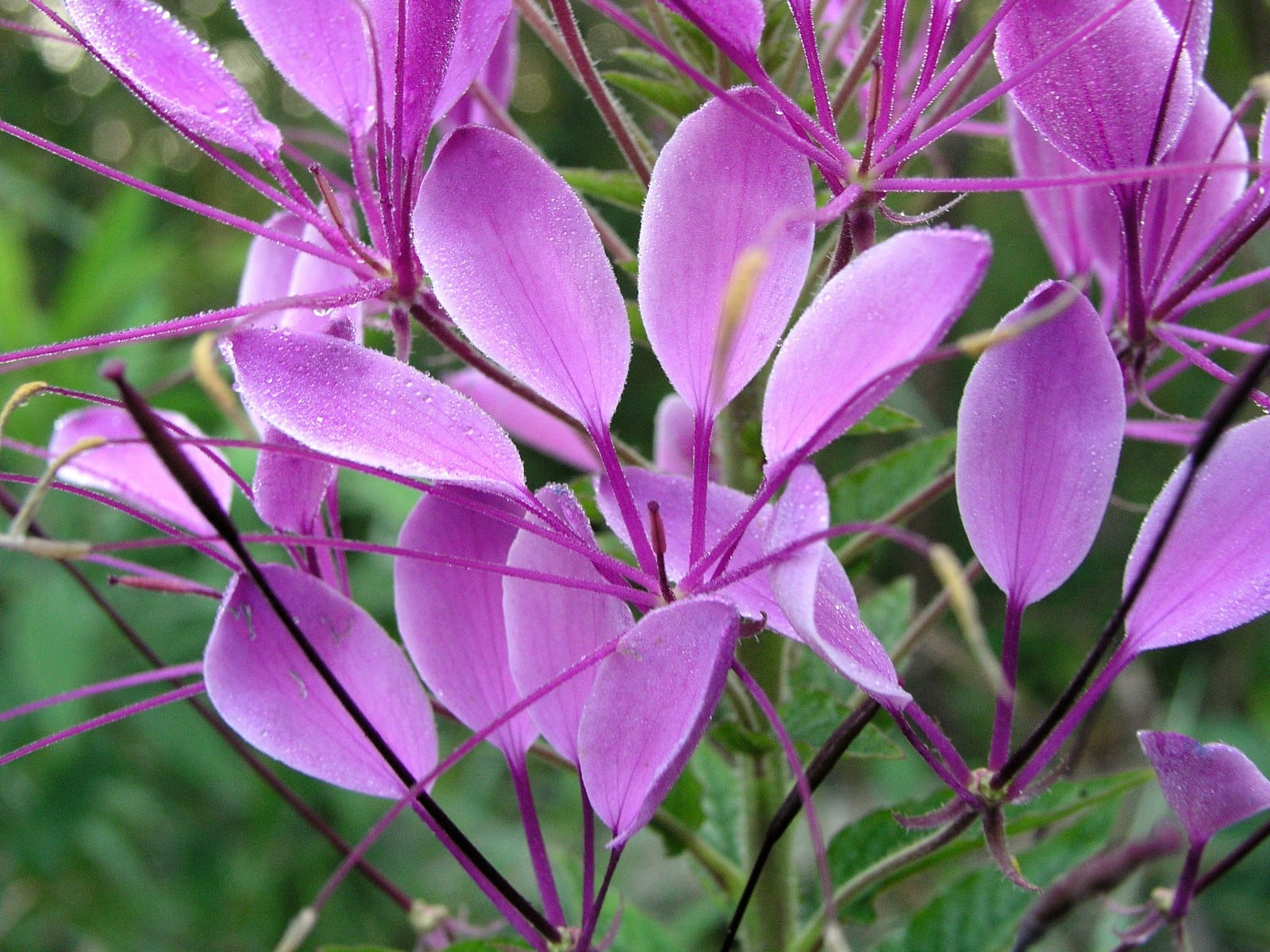 Cleome – Cleome hassleriana Cleome – Cleome hassleriana
