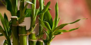 Bambu da sorte – Dracaena sanderiana – Família Asparagaceae