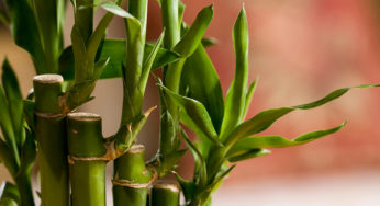 Bambu da sorte – Dracaena sanderiana – Família Asparagaceae