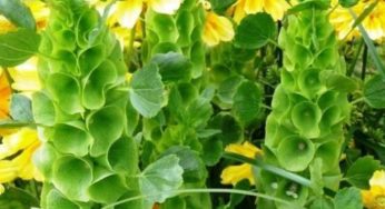 Sino-irlandês – Moluccella laevis – Família Lamiaceae