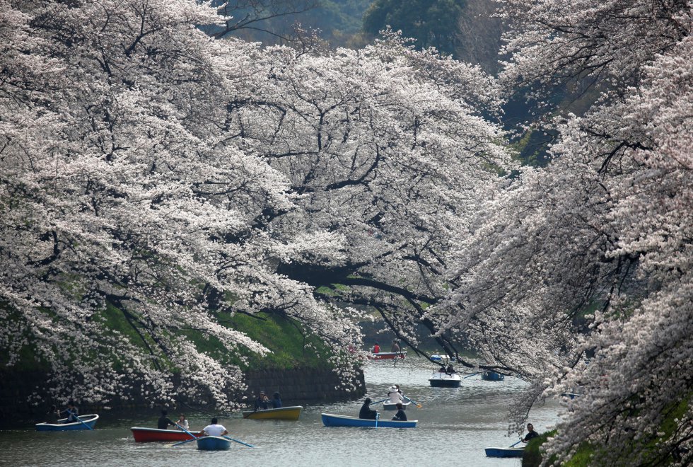 Cerejeira Ornamental - Cerejeira do Japão