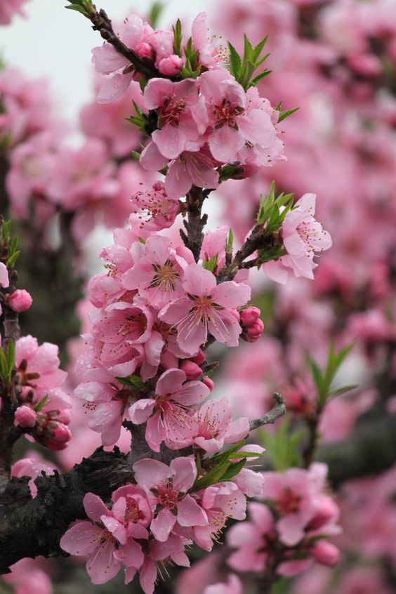 Cerejeira do Japão