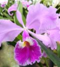 orchid 1638418 480