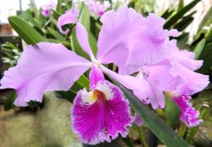 Orquídea Cattleya Walkeriana – Um espectáculo da natureza