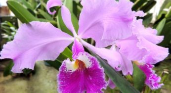 Orquídea Cattleya Walkeriana – Um espectáculo da natureza