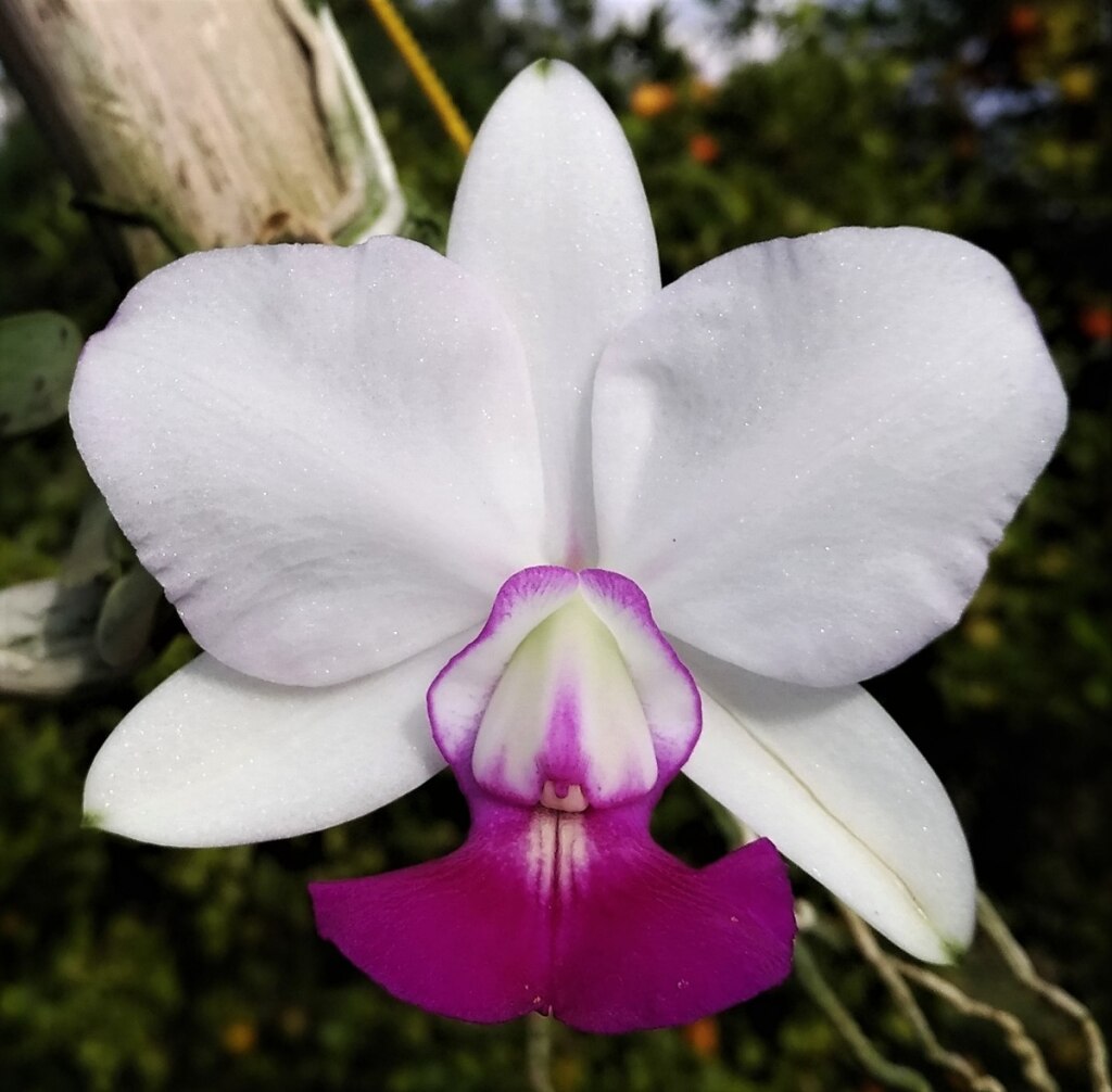 orquidea-cattleya-walkeriana-79