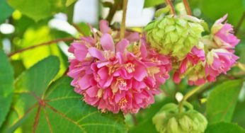 Astrapéia – Dombeya wallichii – Família Malvaceae