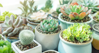 Descubra quais são as melhores plantas para ter em sua casa