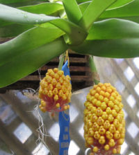 Robiquetia cerina orquidea abacaxi 55