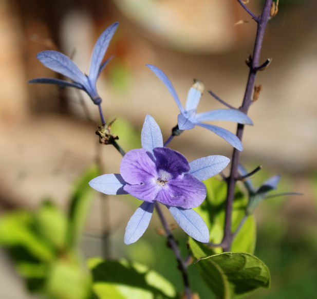 Flor de São Miguel (Petrea volubilis) - Família Verbenaceae