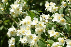 Philadelphus coronarius - Europäischer Pfeifenstrauch