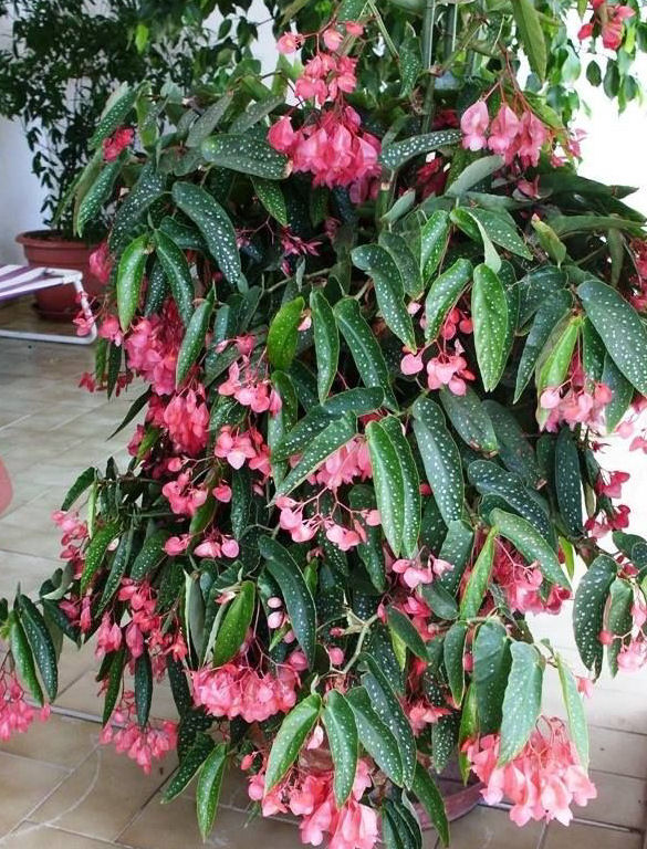 Begónia Maculata (Família Begoniaceae) - Como plantar e cuidar