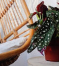 begonia maculata foto 56