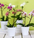orchids phalaenopsis flower butterfly orchid blossom bloom plant bloom 763435.jpgd