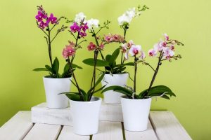 Orquídea pomba (Peristeria elata) – Família Orchidaceae