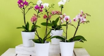 Orquídea pomba (Peristeria elata) – Família Orchidaceae