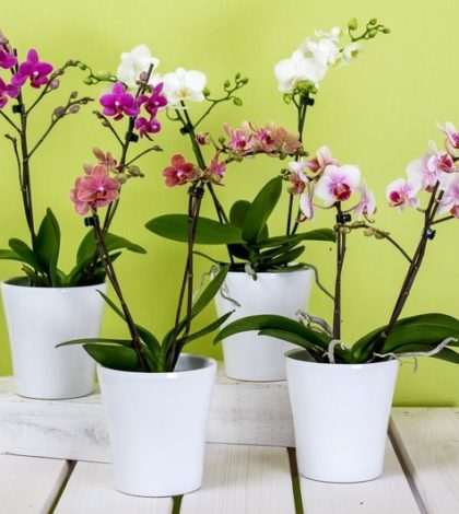 Orquídea pomba (Peristeria elata) | Blog das Flores
