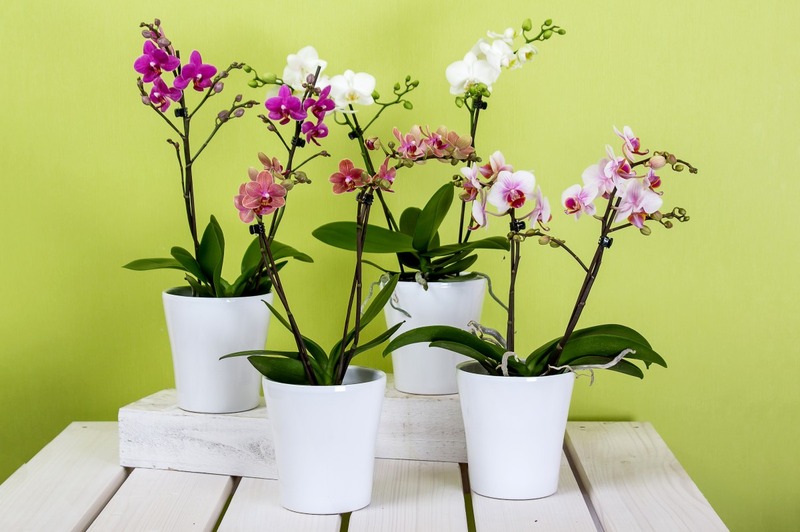 orchids phalaenopsis flower butterfly orchid blossom bloom plant bloom 763435.jpgd wpp1660324099302