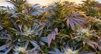 Cânhamo – Cannabis sativa L. – Família – Cannabaceae