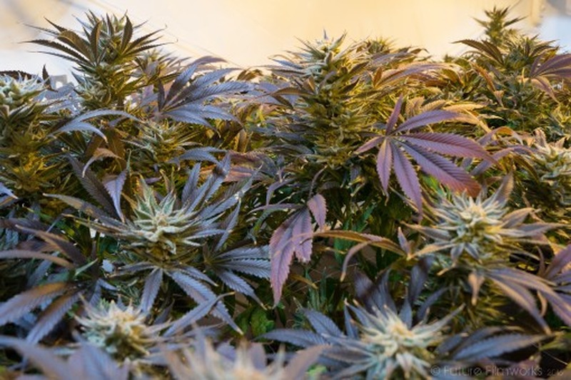 marijuana cannabis marihuana weed ganja medicine natural pot 1190583.jpgs wpp1658342448404