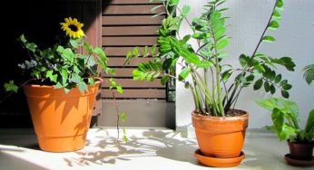 Zamioculcas: Conheça a Planta da Sorte que Transmite Energias Positivas