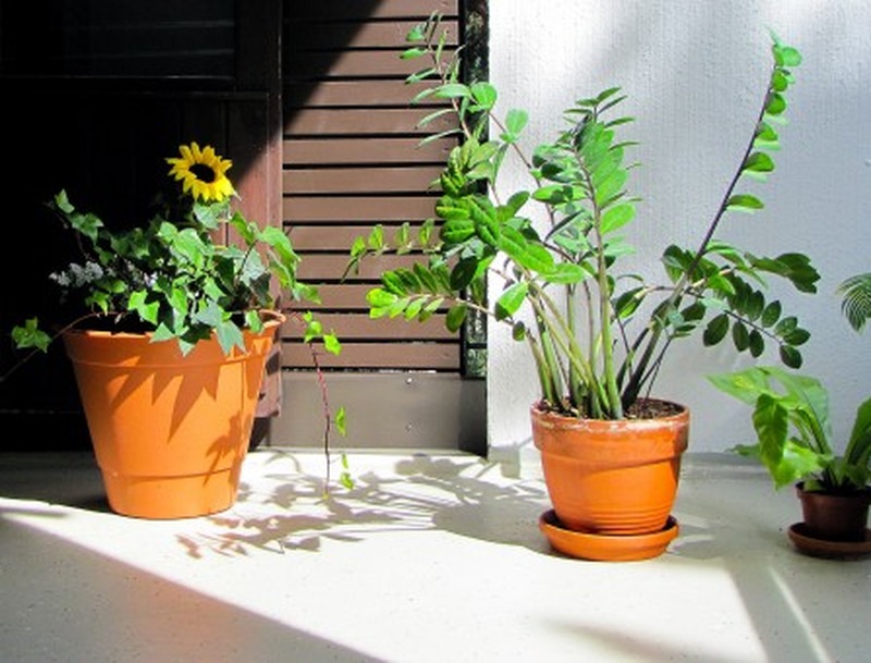 plants balcony plants plants on the balcony balcony sunflower palmuvehka zamioculcas summer 1021279.jpgs wpp1658342351193