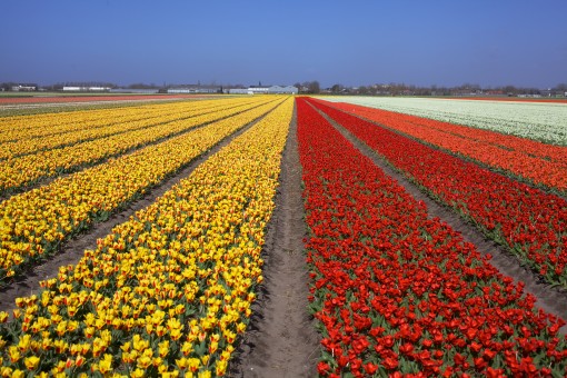 Qual a Melhor Época Para Ver as Tulipas Na Holanda? em Exterior tulipas na Holanda