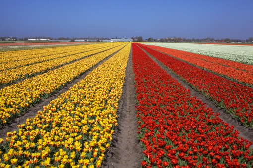 tulipas na Holanda