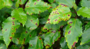 Principais doenças que aparecem nas plantas