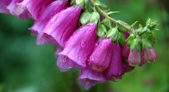 Flores e plantas que gostam de chuva