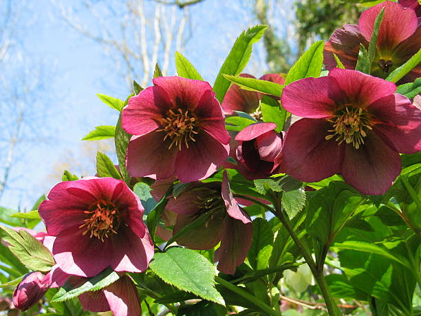 flores que gostam da chuva