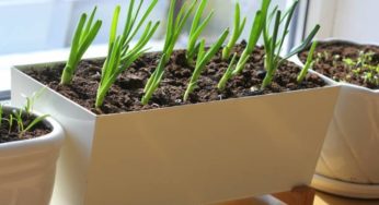 Como plantar cebola em vaso – dicas para iniciantes