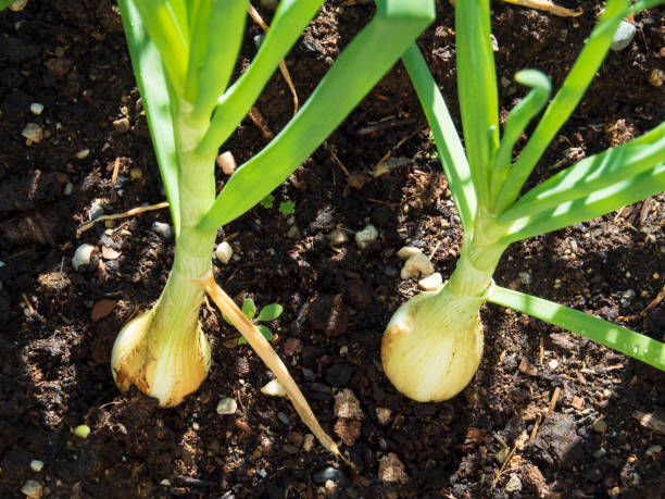 Como plantar cebola