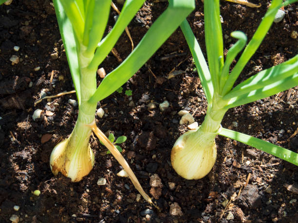 Como plantar cebola em vaso - dicas para iniciantes em Exterior Como plantar cebola