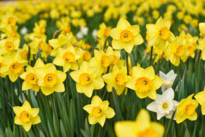 daffodil flowers