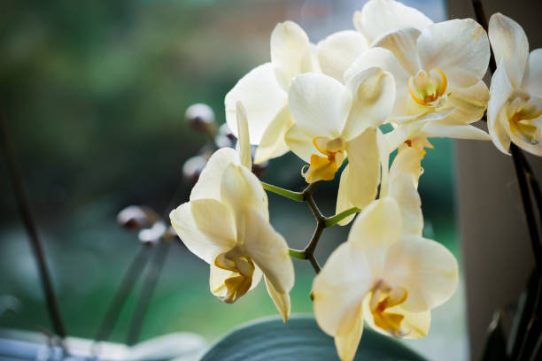 orquidea amarela