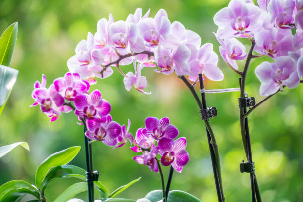 Orquídeas - pertencem à família Orchidaceae