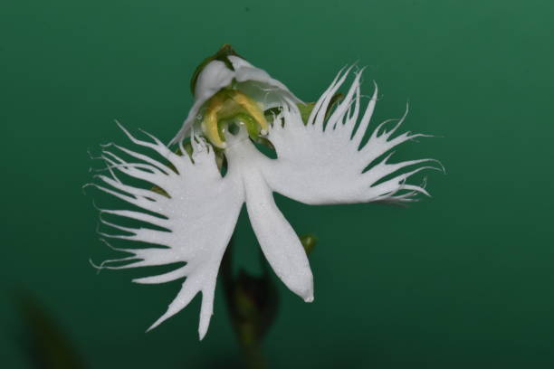 Como plantar Orquídea-garça – Pecteilis radiata