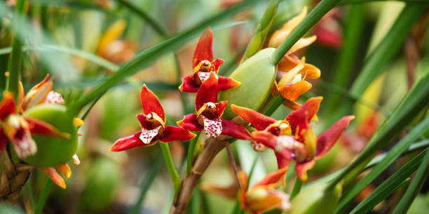 Maxilária-côco – Maxillaria tenuifolia (Orquídea-coco)