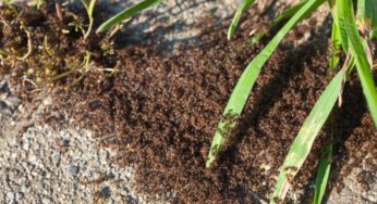 Como eliminar formigas do seu jardim de forma ecológica