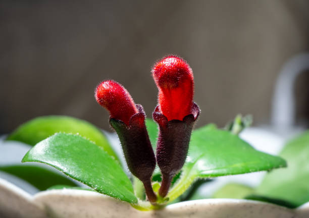 Flor-batom - Aeschynanthus radicans - Família Gesneriaceae