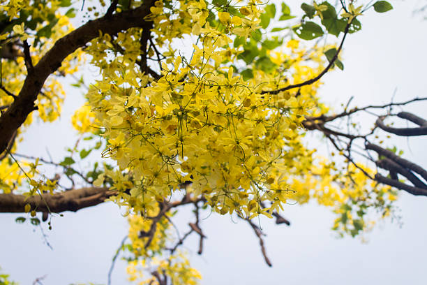 Chuva-de-ouro é árvore ornamental - Cassia fistula